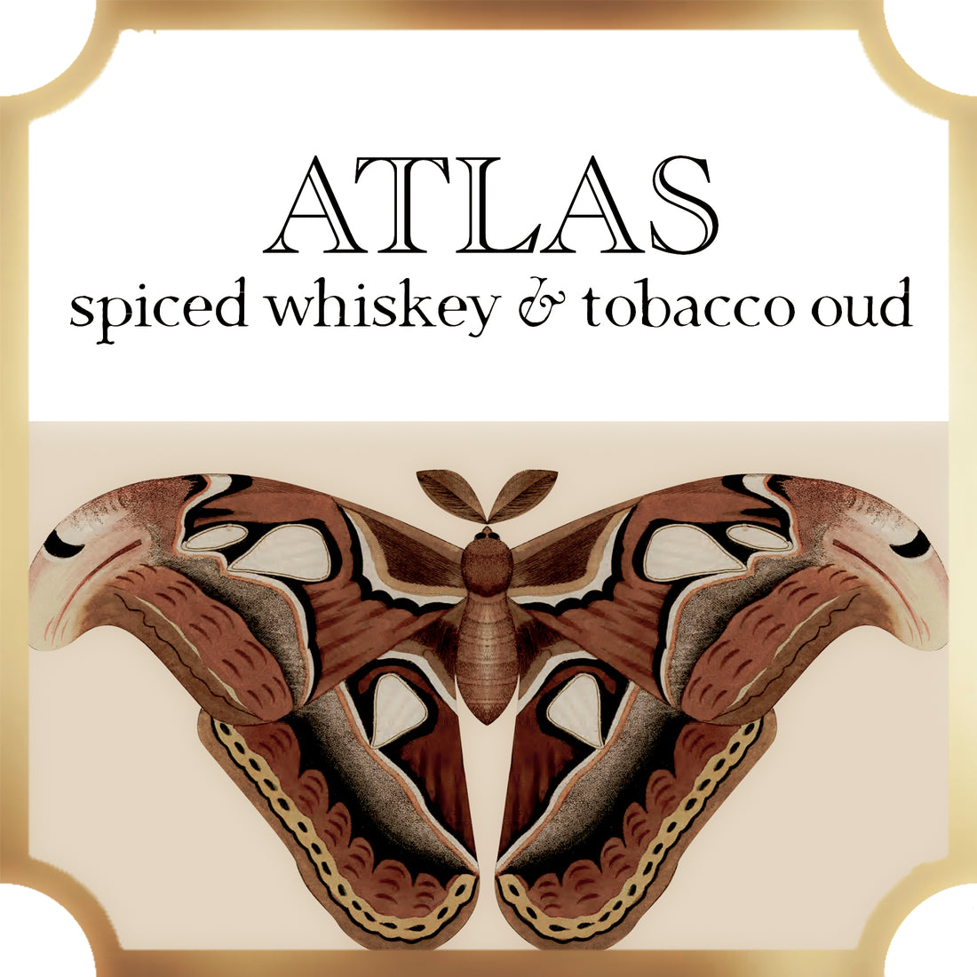  Atlas | Spiced Whiskey & Tobacco Oud | Collection