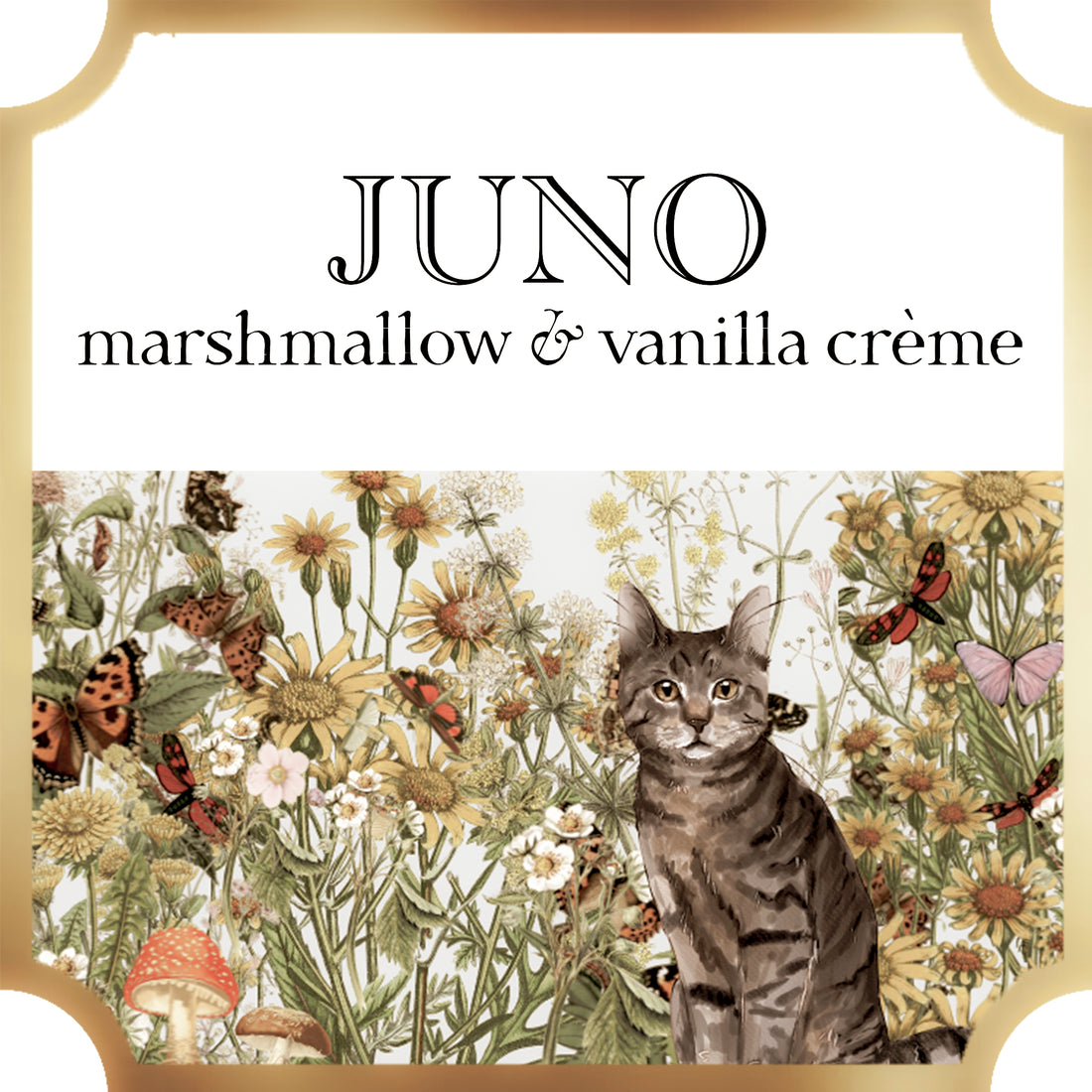  juno collection a pleasant thought