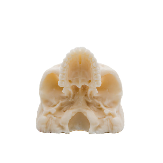 Human Half Skull Candle | Pillar