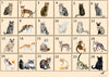 custom pets candle cat breeds one